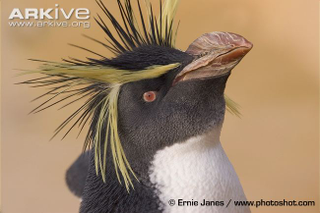 Illustration for article titled Flightless Friday - Eudyptes chrysolophus Edition